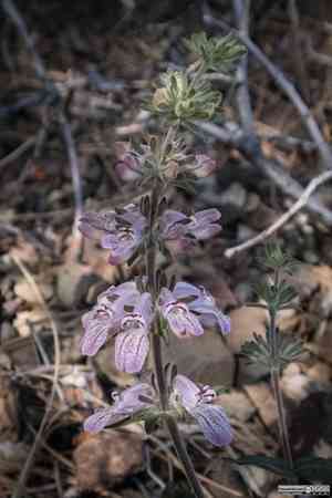 Sticky chinese houses(Collinsia tinctoria)