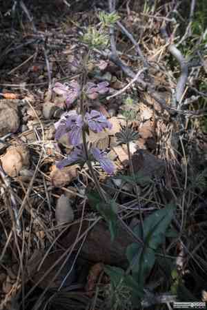Sticky chinese houses(Collinsia tinctoria)
