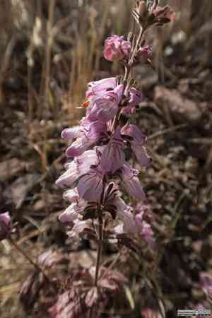 Sticky chinese houses(Collinsia tinctoria)