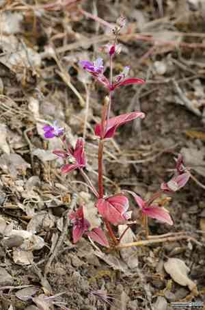 Sticky chinese houses(Collinsia tinctoria)