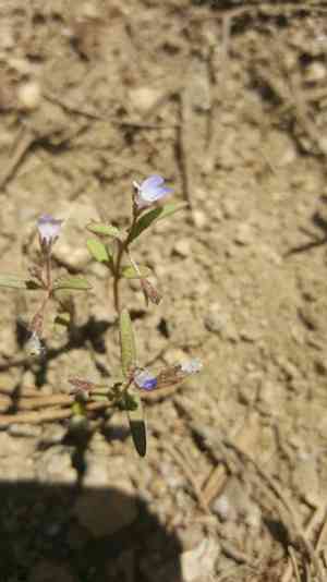 Torrey's blue eyed mary(Collinsia torreyi)