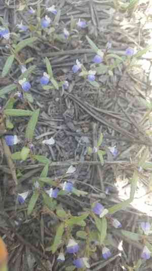 Torrey's blue eyed mary(Collinsia torreyi)