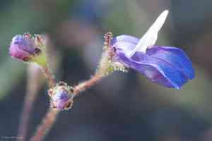 Torrey's blue eyed mary(Collinsia torreyi)