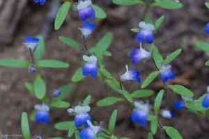 Torrey's blue eyed mary(Collinsia torreyi)