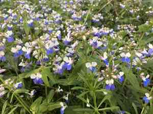 Spring blue eyed mary(Collinsia verna)