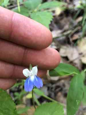 Spring blue eyed mary(Collinsia verna)