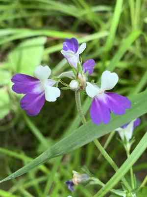 Spring blue eyed mary(Collinsia verna)