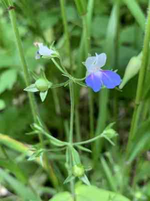 Spring blue eyed mary(Collinsia verna)