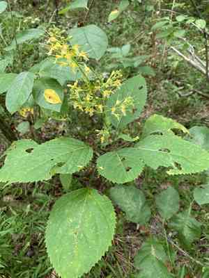 Richweed(Collinsonia canadensis)
