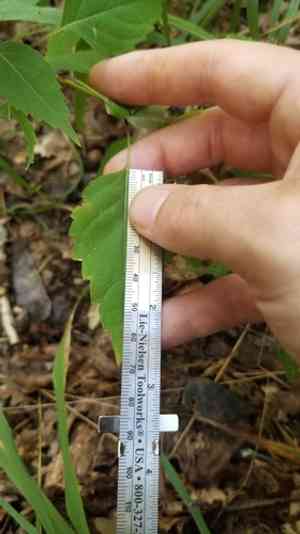 Richweed(Collinsonia canadensis)