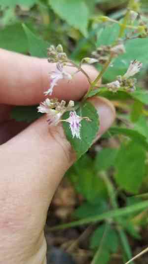 Richweed(Collinsonia canadensis)