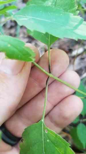 Richweed(Collinsonia canadensis)