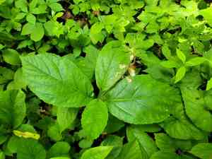 Stoneroot(Collinsonia verticillata)