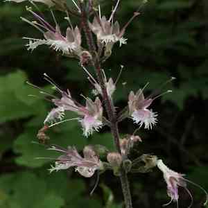 Stoneroot(Collinsonia verticillata)