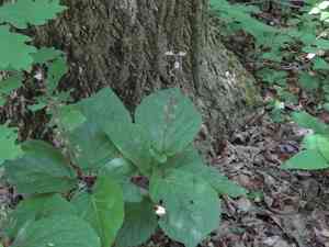 Stoneroot(Collinsonia verticillata)