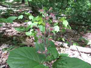 Stoneroot(Collinsonia verticillata)
