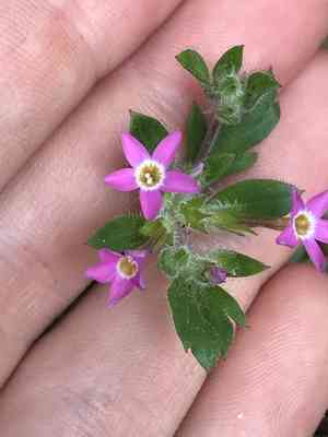 Variableleaf collomia(Collomia heterophylla)