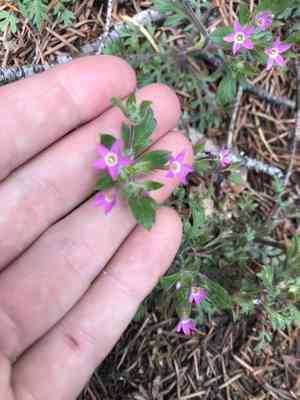 Variableleaf collomia(Collomia heterophylla)