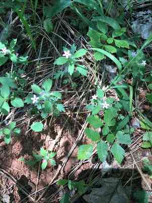 Variableleaf collomia(Collomia heterophylla)