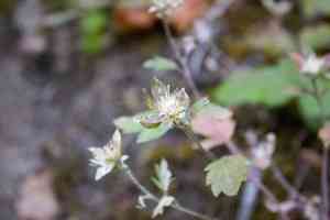 Variableleaf collomia(Collomia heterophylla)