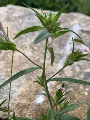 Tiny trumpets(Collomia linearis)