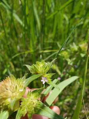 Tiny trumpets(Collomia linearis)