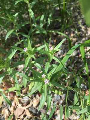 Tiny trumpets(Collomia linearis)