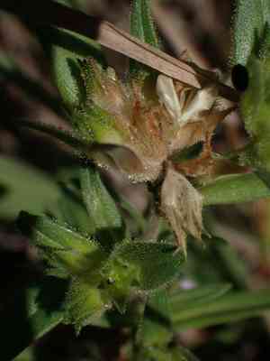 Tiny trumpets(Collomia linearis)