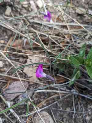 Longleaf cologania(Cologania angustifolia)