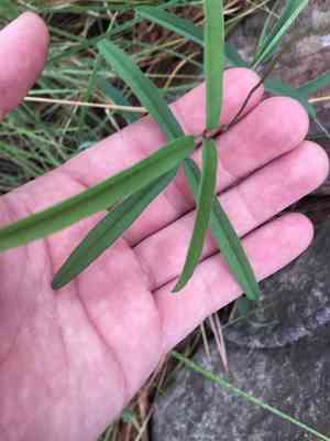 Longleaf cologania(Cologania angustifolia)