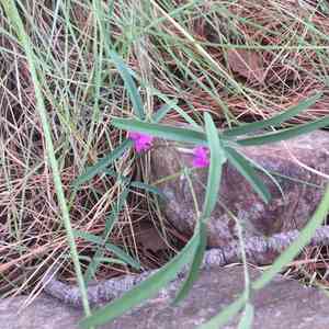 Longleaf cologania(Cologania angustifolia)