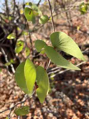 Balsam tree(Colophospermum mopane)