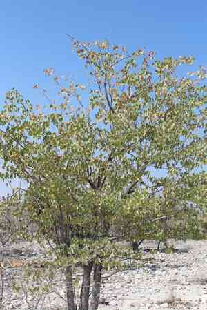 Balsam tree(Colophospermum mopane)
