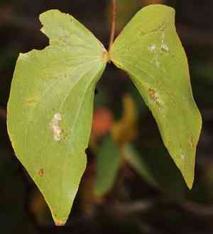 Balsam tree(Colophospermum mopane)