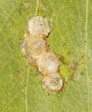 Balsam tree(Colophospermum mopane)