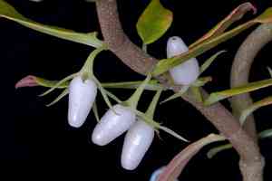 Columnea (Columnea)(Columnea)