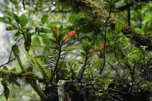 Columnea (Columnea)(Columnea)