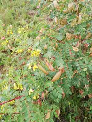 Bladder-senna(Colutea arborescens)