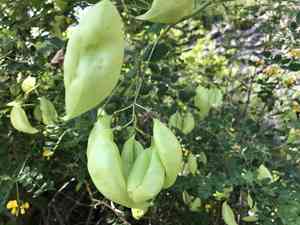 Bladder-senna(Colutea arborescens)