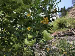 Bladder-senna(Colutea arborescens)