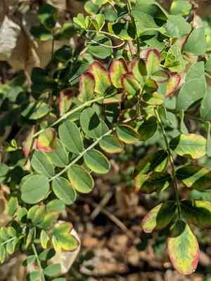 Bladder-senna(Colutea arborescens)