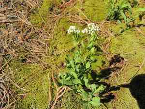 Umbellate bastard toad-flax(Comandra umbellata)