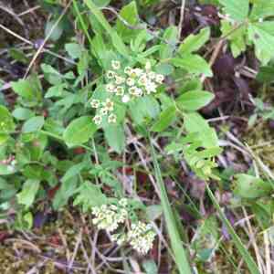 Umbellate bastard toad-flax(Comandra umbellata)