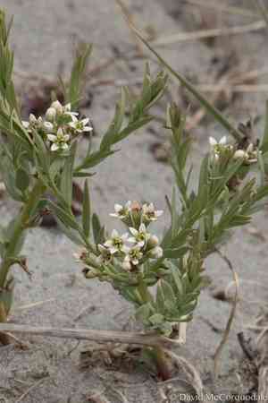 Umbellate bastard toad-flax(Comandra umbellata)