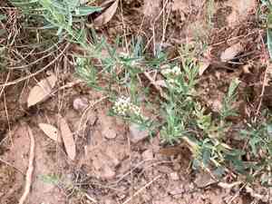Umbellate bastard toad-flax(Comandra umbellata)