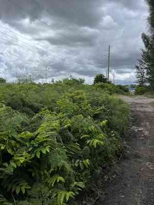 Rangoon creeper(Combretum indicum)