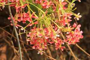 Rangoon creeper(Combretum indicum)