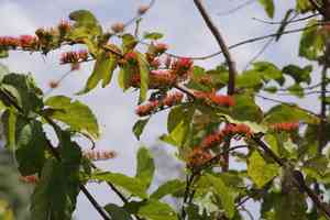 Flame keeper(Combretum paniculatum)