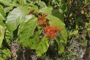Flame keeper(Combretum paniculatum)