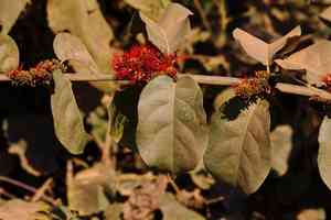 Flame keeper(Combretum paniculatum)